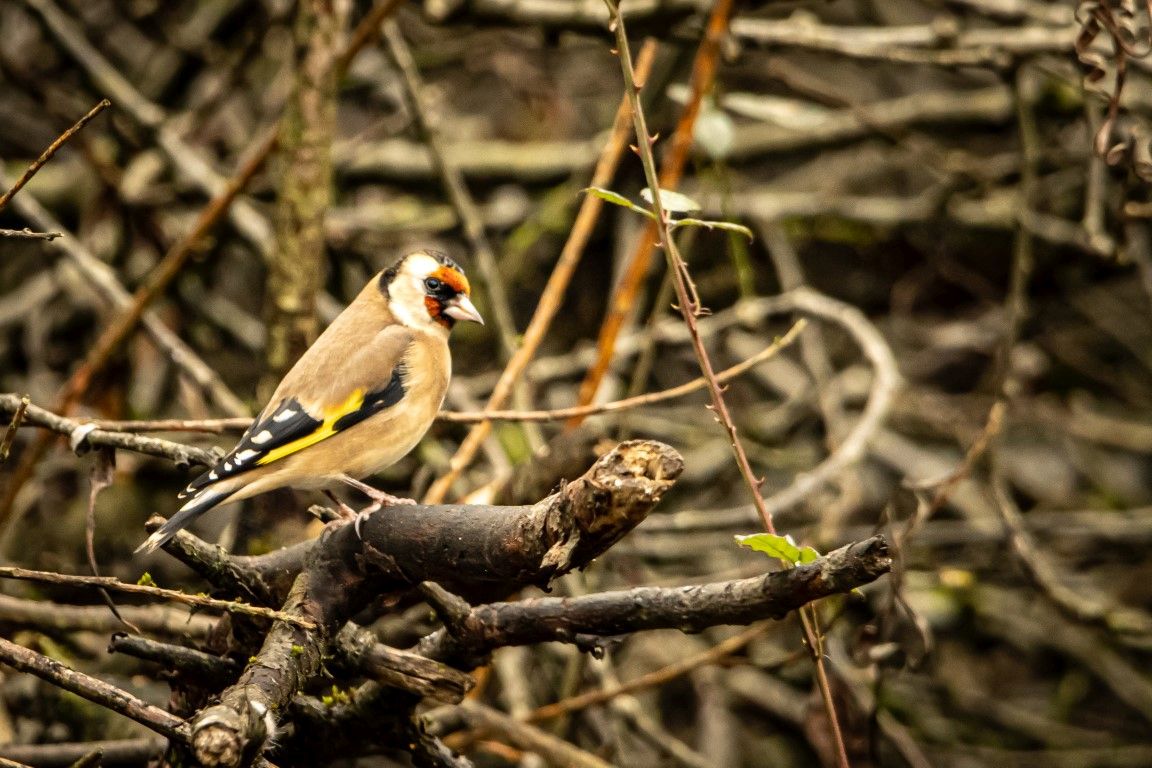   Goldfinch  